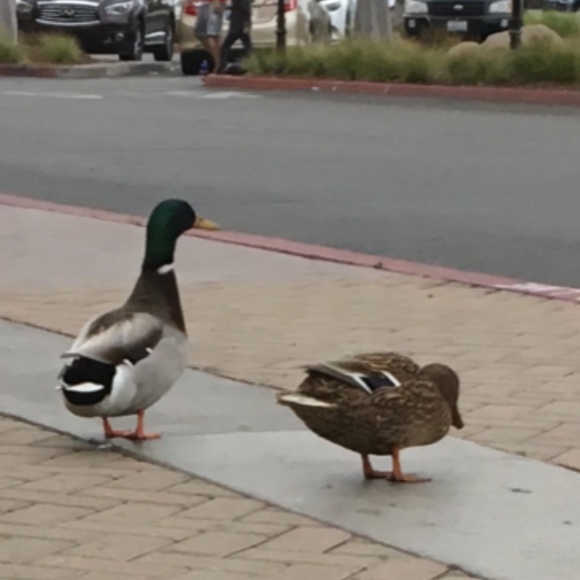 Meet your Posher, H - Picture 3 of 16